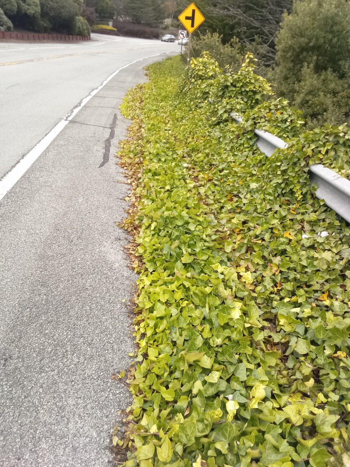 Ivy grown thickly over the Skyline shoulder, covering it up to the white line